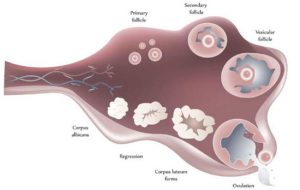 تشخیص ذخیره تخمدانی با تست AMH
