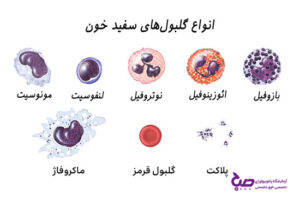 انواع گلبول های سفید خون